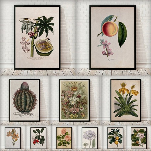 Poster retrò vintage botanico