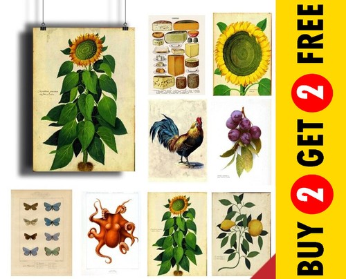 Poster botanici vintage