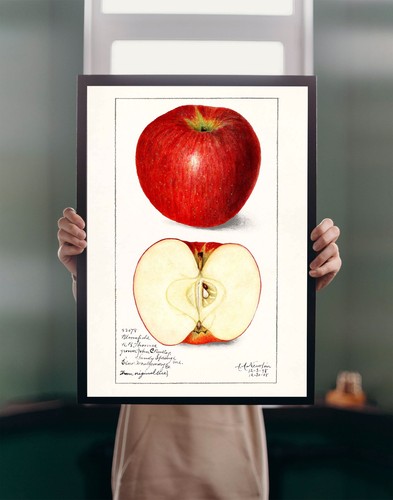 Apple 1916 illustrazione - apple,