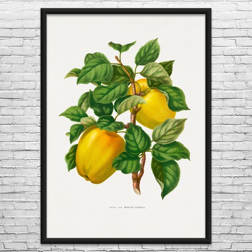 Poster stampa arte botanica - poster,