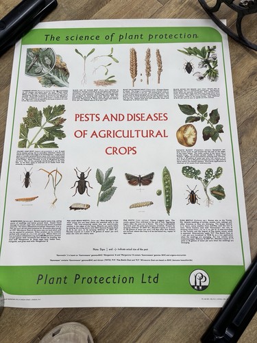 Poster educativo botanico - poster,